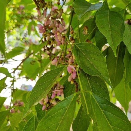 Natural active Pongamia